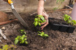 © Wavebreak Media - Hands of biracial woman planting in sunny garden