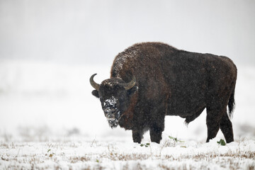 Wall Mural - European bison - Bison bonasus in the Knyszyn Forest