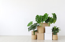 Pile Of Big Cardboard Boxes And Monstera Plant In White Pot On White Wooden Floor In White Empty Room