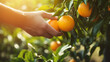Close-up of old farmer man hands picking orange fruits. Organic food, harvesting and farming concept image
