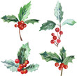 Illustration of Holly Berries