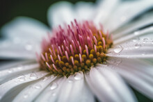 Close Up Of A Flower With Dew Drops