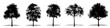 Set or collection of Big Leaf Maple trees as a black silhouette on white background. Concept or conceptual vector for nature, planet, ecology and conservation, strength, endurance and  beauty