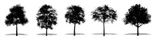 Set Or Collection Of Big Leaf Maple Trees As A Black Silhouette On White Background. Concept Or Conceptual Vector For Nature, Planet, Ecology And Conservation, Strength, Endurance And  Beauty