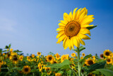 Fototapeta Kwiaty - Close-up of yellow sunflowers with a blue sky background.