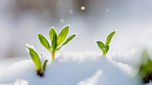 The First Sprouts Of New Life In Spring, Snowdrop Flowers Growing In The Snow, Green Plant Leaves In Springtime