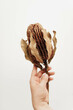 Hand holding a dry banksia flower on a white background