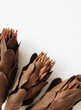 Dried brown protea flowers on a white background close-up. Space for text.