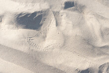 Background, Coastal.  Animal Tracks In The Sand. Patterns, Footprints. 