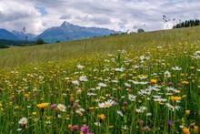 Meadow full of beautiful mountain flowers in the background of the High Tatras mountains. Discover the spring beauty of the mountains.