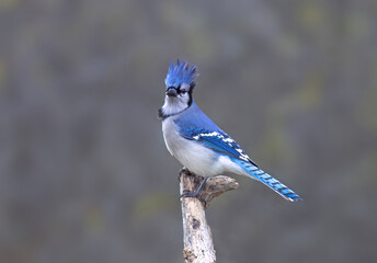 Wall Mural - Blue Jay (Cyanocitta cristata) perched on a branch on a beautiful autumn day in Canada
