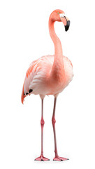 Wall Mural - flamingo portrait, isolated background