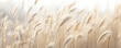 Leinwandbild Motiv Abstract natural background of soft plants Cortaderia selloana. Pampas grass on a blurry bokeh, Dry reeds boho style. Fluffy stems of tall grass in winter, grass in the morning, beige banner backgroun