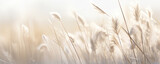 Fototapeta Boho - Abstract natural background of soft plants Cortaderia selloana. Pampas grass on a blurry bokeh, Dry reeds boho style. Fluffy stems of tall grass in winter, grass in the morning, beige banner backgroun
