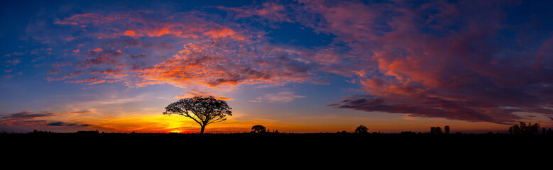 Wall Mural - panorama silhouette tree in africa with sunset.tree silhouetted against a setting sun.lovely sunset 