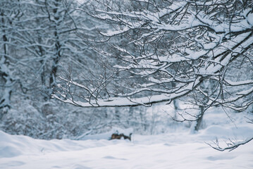 Wall Mural - White snow-covered spruce trees in winter