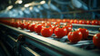 tomatoes on a conveyor belt. ai generative