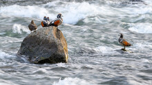 Harlequin Ducks Resting On Rocks In A River