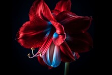 Amaryllis Flower On A Dark Background In Red-blue Light. Generative AI