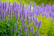 Selective focus of purple blue flower Korean mint in the garden, Blue Fortune or Agastache rugosa also known as wrinkled giant hyssop is an aromatic herb in the mint family, Nature floral background.