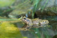 A European Common Brown Frog Sits In The Water. Rana Temporaria