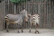 Zebra offspring in a German zoo
