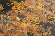 Autumn leaves floating in water.