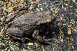 Die Erdkröte Buffo Buffo ist ein typischer Besucher im heimischen Garten