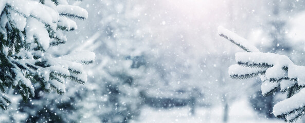 Wall Mural - Spruce branches covered with snow in the park during snowfall