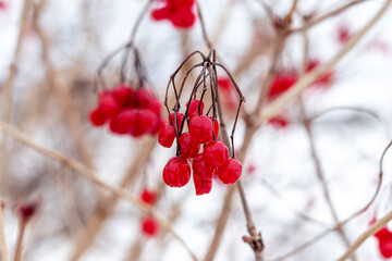 Wall Mural - Viburnum bush with red berries in winter