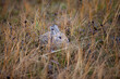 Cottontail rabbit hiding in grass, 