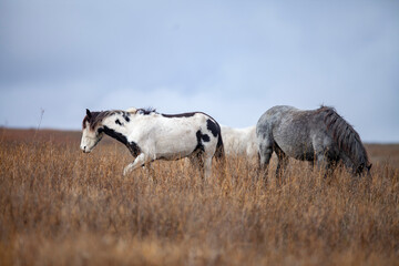 Wall Mural - Wild (feral) horses in Theodore Roosevelt National Park, North Dakota