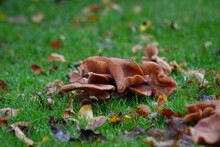 Mushrooms Growing On A Green Lawn In The Autumn Park.
