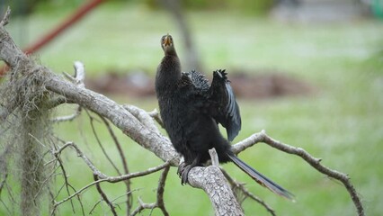 a big anhinga bird resting on tree branch in florida wetlands
