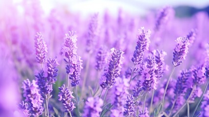  A field of fragrant purple lavender flowers under the sun