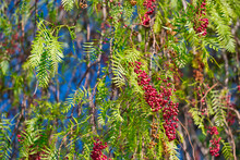 Peruvian Pepper Tree With The Botanical Name Schinus Molle, With Red Flower Clusters