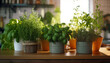Growing aromatic herbs in pots on the kitchen counter