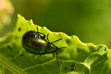 bug on leaf