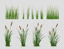 Realistic Reed, Sedge And Grass Or Green Plant Leaves, Isolated Vector On Transparent Background. Realistic Reed, Pond Or River Nature, Swamp Sedge And Lake Grass For Summer Garden Landscape
