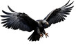 Black Condor Eagle with Long Wings on a Clear Surface or PNG Transparent Background.