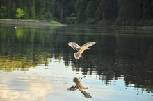 Seagull Graceful Water Landing