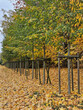 Sidewalk near Julianowski Park in Lodz covered with fallen yellow leaves on a cloudy autumn morning, Lodz, Poland.