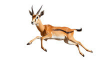 Galloping Gazelle Jumping And Excited On A Clear Surface Or PNG Transparent Background.