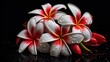 Frangipani flowers. Plumeria flowers. Springtime Concept. Valentine's Day Concept with a Copy Space. Mother's Day.