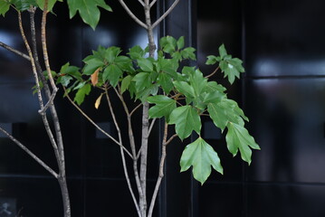 Canvas Print - Dendropanax trifidus tree. Arariaceae evergreen tree. The leaves of young trees are split into three to five parts, but as adults they become oblong and the older leaves turn yellow and fall off.