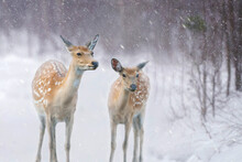 Close-up Portrait Of Two Spotted Deer On Snowy Forest Background. Copy Space.