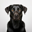 A black dog is looking at the camera, in the style of minimalistic portraits