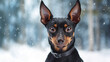 Cute pinscher dog in a winter forest during a blizzar snow all around a Christmas card. Generative AI
