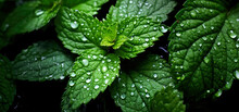 Fresh Mint Leaves With Water Drops Over Them, Closeup Detail. Generative AI