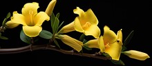 Yellow Trumpet Shaped Flower